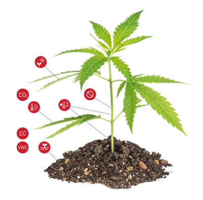 Plant