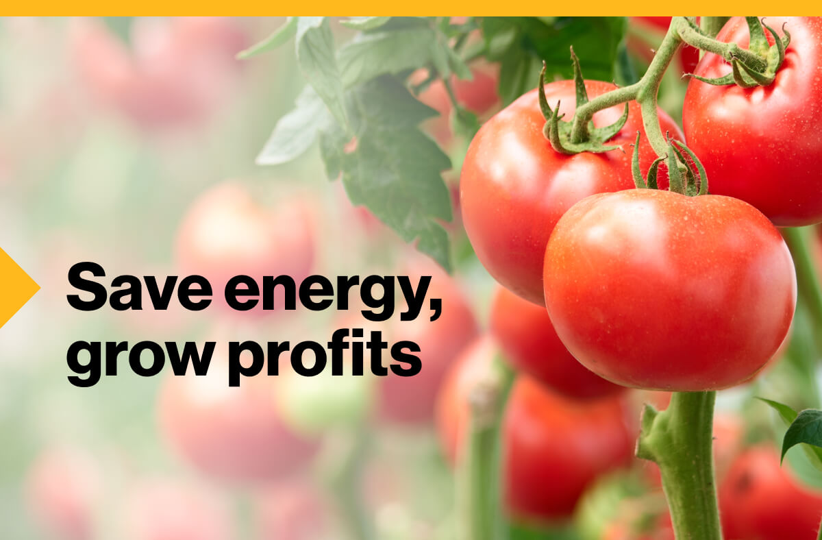 Save energy, grow profits. Image of ripe tomatoes on the vine.