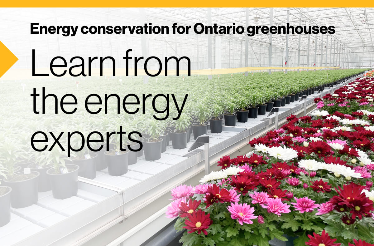 Energy conservation for Ontario greenhouses. Learn from the energy experts: Image of a large, modern industrial greenhouse filled with a variety of flowers and plants.