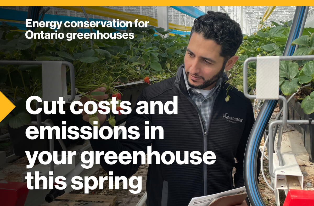 Energy conservation for Ontario greenhouses. Cut costs and emissions in your greenhouse this spring: An image of Haris Ahmadzai, Energy Conservation Supervisor inspecting plants inside a greenhouse.