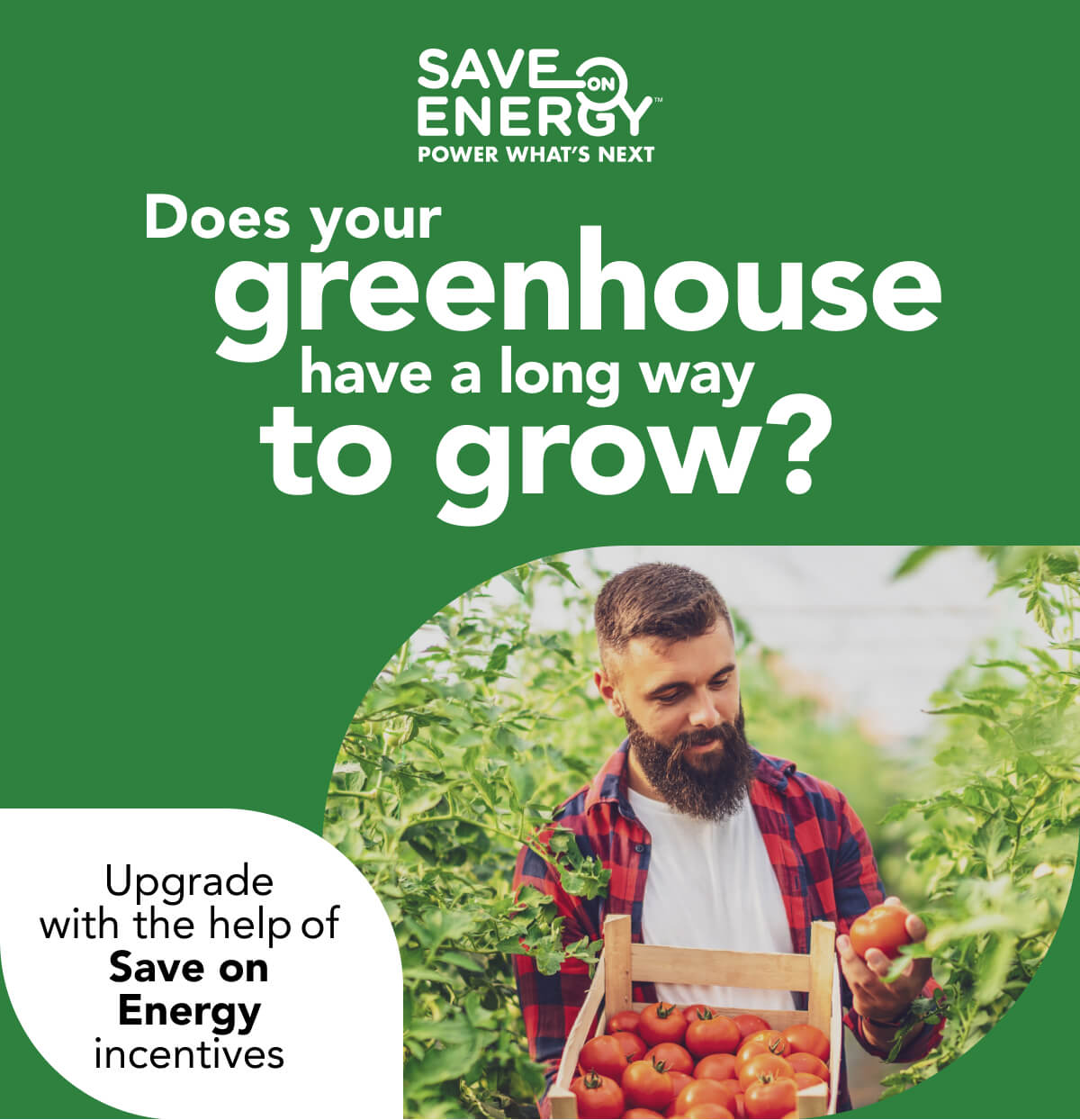 Save on Energy. Power what’s next. Does your greenhouse have a long way to grow? Upgrade with the help of Save on Energy incentives: Image of a bearded man picking ripe tomatoes off a vine, in a large greenhouse space.