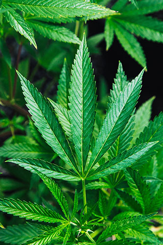 Cannabis Close Up