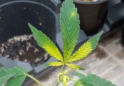 Bud growth and quality