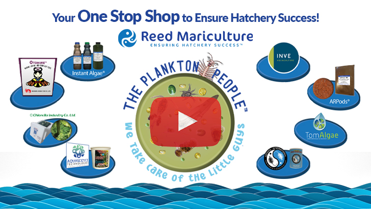 Reed Mariculture - Ensuring Hatchery Success