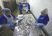Russian Aquaculture