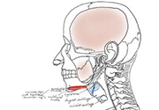 Laryngeal release