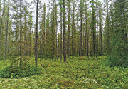 La forêt québécoise en 1000 arbres