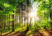 Un nouvel outil pour valoriser la biomasse forestière