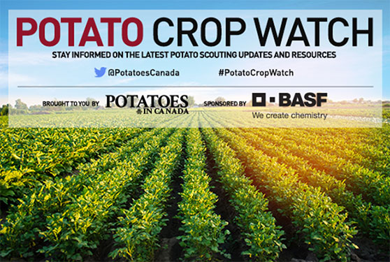 Potato Crop Watch Update