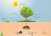 Soil food web