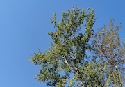 Hemlock tree
