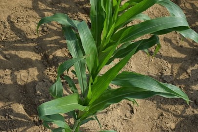 SPONSORED: Protecting corn seedlings against early-season pests