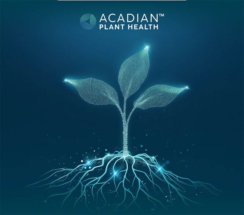Digital illustration of a plant with three leaves and an intricate root system, composed of glowing blue dots, symbolizing growth and technology. The background is a deep blue gradient. At the top, the logo and copy “ACADIAN PLANT HEALTH' are displayed in white.
