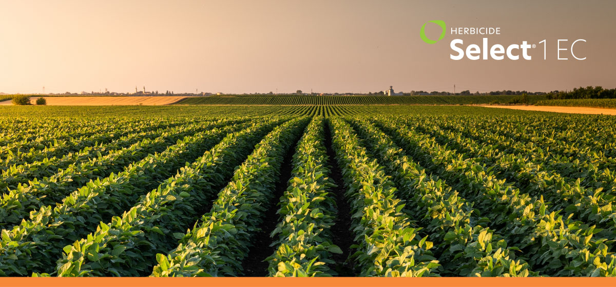 Select® 1 EC Herbicide