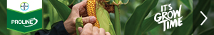Bayer Proline Corn