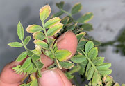 Chickpea health issue