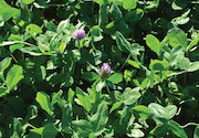 Challenges adopting red clover