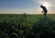 Reducing reliance on pesticides