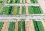 Crop rotation and diversification