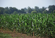 Tailoring the corn fertility system