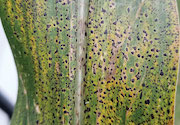 Tar spot here to stay in Ontario