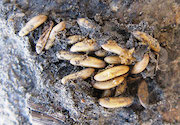 Soybean pests