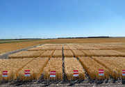 Matching wheat variety with management style