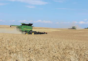 Beyond the winter wheat yield plateau