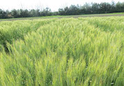 Novel tools to increase wheat grain yield