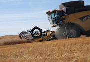 Wheat yield gaps
