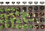 Herbicide-resistant weed detection