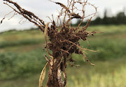 Cover crops and their soil microbiomes