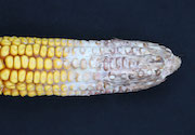 Corn silk microbes