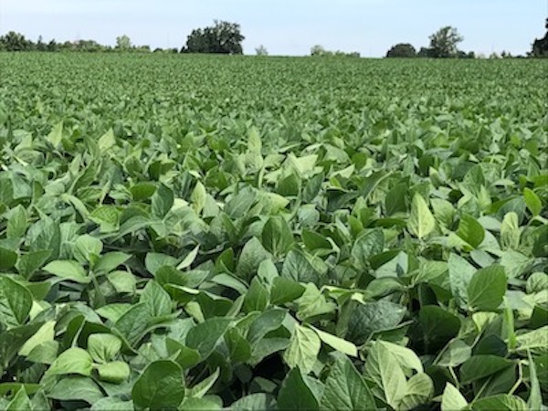Sponsored: Choosing the right soybean variety