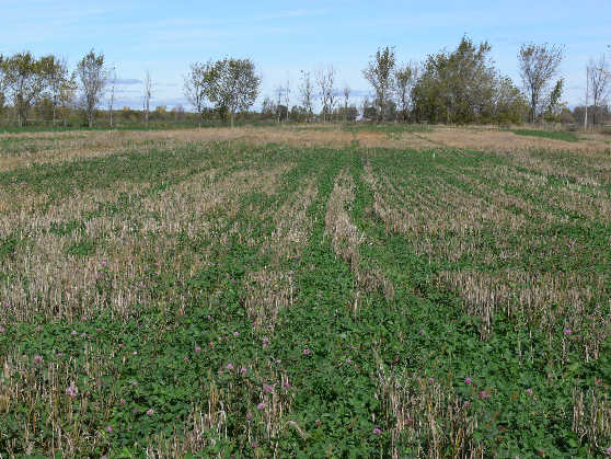 Sponsored: Cover Crop Considerations