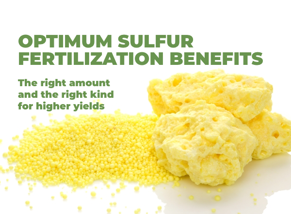 Optimum Sulfur Fertilization Benefits