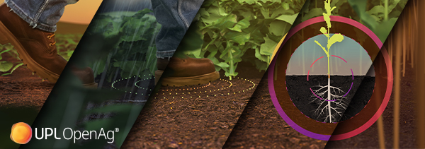 Are you getting the most from your canola crop?