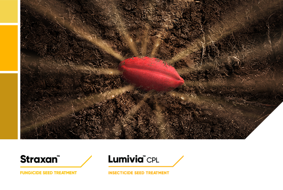 New fungicide seed treatment delivers powerful protection for cereal growers