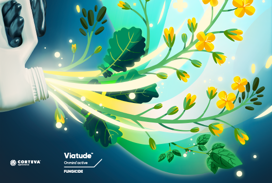 Viatude™ fungicide with Onmira™ active provides best-in-class sclerotinia protection from two of the strongest sclerotinia actives on the market. 