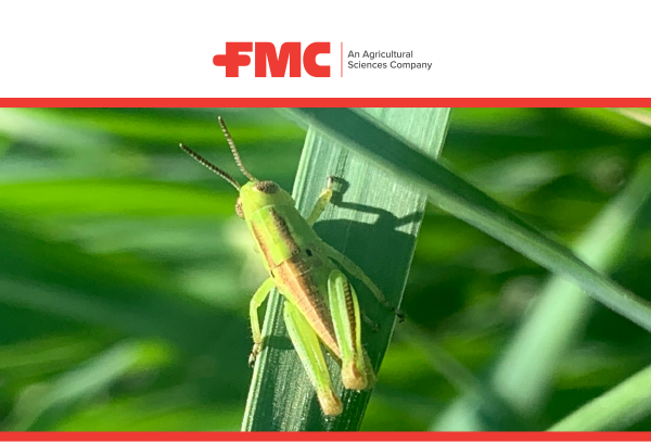 Are you prepared for grasshoppers?