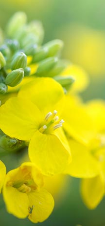 Close-up of a canola plant