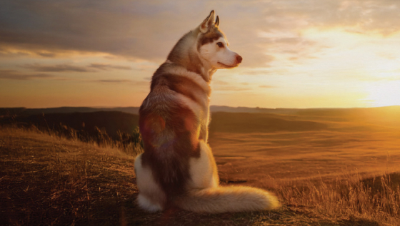 A white and grey Huskie dog sits on the edge of a vast valley, looking off to the right as the golden sun sets on the horizon.