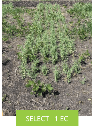 SELECT® 1 EC
