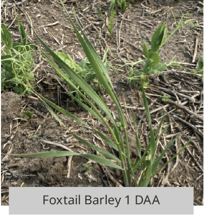 Foxtail Barley 1 DAA
