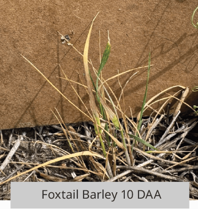 Foxtail Barley 10 DAA