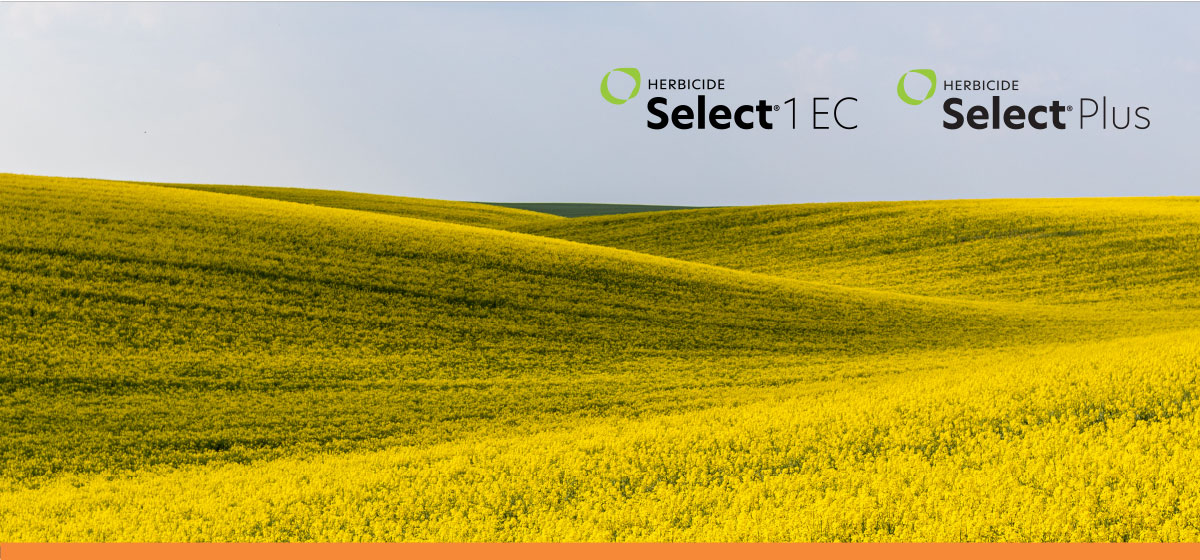 Select® 1 EC Herbicide | Select® Plus Herbicide