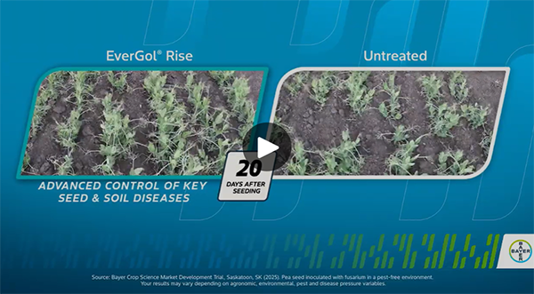 Side‑by‑side comparison of pea plants 20 days after seeding. The EverGol Rise plot on the left shows healthier, fuller plant rows with more vigorous growth, while the untreated plot on the right shows thinner, more stressed plants with patchy growth. Text highlights advanced control of key seed and soil diseases, with Bayer branding at the bottom.