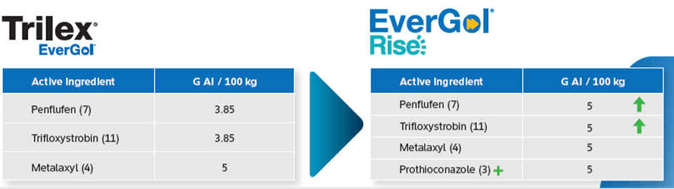 Side‑by‑side comparison chart showing the active ingredients and application rates for Trilex EverGol and EverGol Rise seed treatments. Trilex EverGol lists Penflufen (Group 7) at 3.85 G AI per 100 kg, Trifloxystrobin (Group 11) at 3.85 G, and Metalaxyl (Group 4) at 5 G. EverGol Rise lists Penflufen (Group 7) at 5 G, Trifloxystrobin (Group 11) at 5 G, Metalaxyl (Group 4) at 5 G, and adds Prothioconazole (Gorup 3) at 5 G.