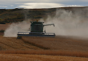 Minimizing yield loss during harvest