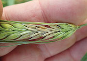 Reducing the impact of FHB in barley